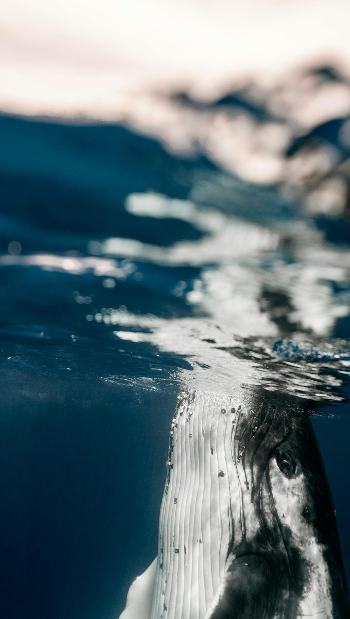 A humpback whale and her calf at the surface of the sea